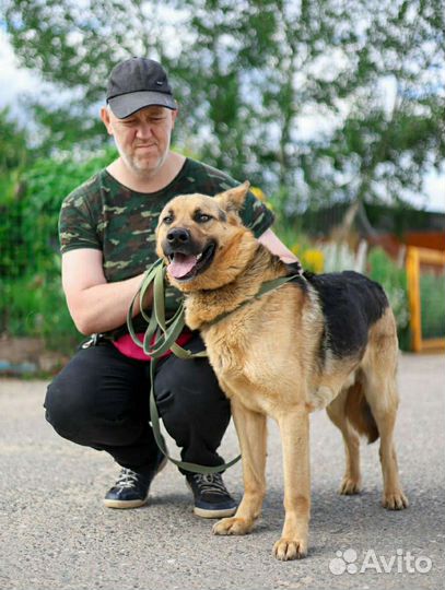 Домашнего Малыша сдали в приют