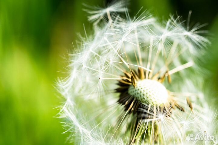 Nikon d3100 Kit 18-55 VR зеркальный фотоаппарат