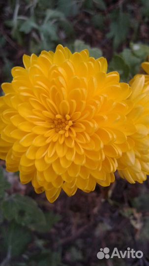 Корейские хризантемы саженцы