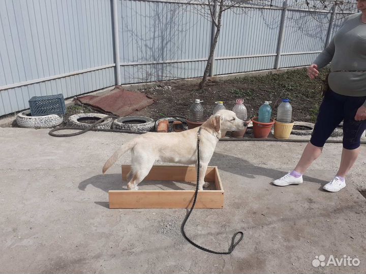 Дрессировка собак (кинолог) в Самаре