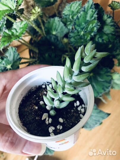 Очиток Моргана / Седум / Суккулент - отростки