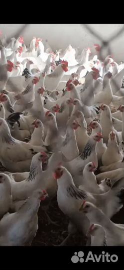 Несушка Адлерская, Ломан Браун, молодка 6 месяцев