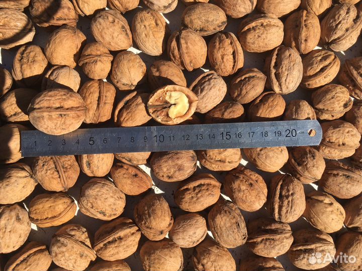 Грецкий орех в скорлупе