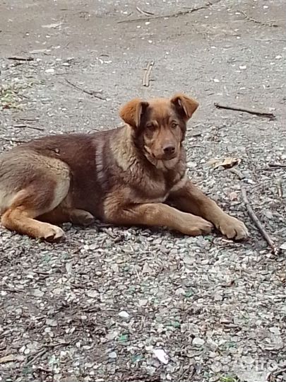 Клевые щенки в добрый дом