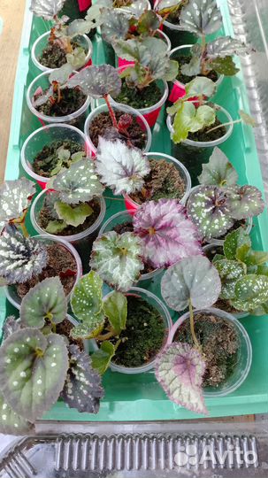 Бегония декоративно лиственная почтой