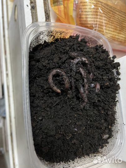 Червь для рыбалки