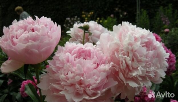 Пион Ник Шейлор