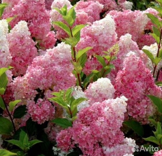 Гортензия метельчатая Ванила Фрайз