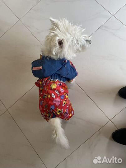 Одежда для собак