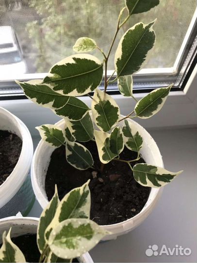 Фикус де гантель