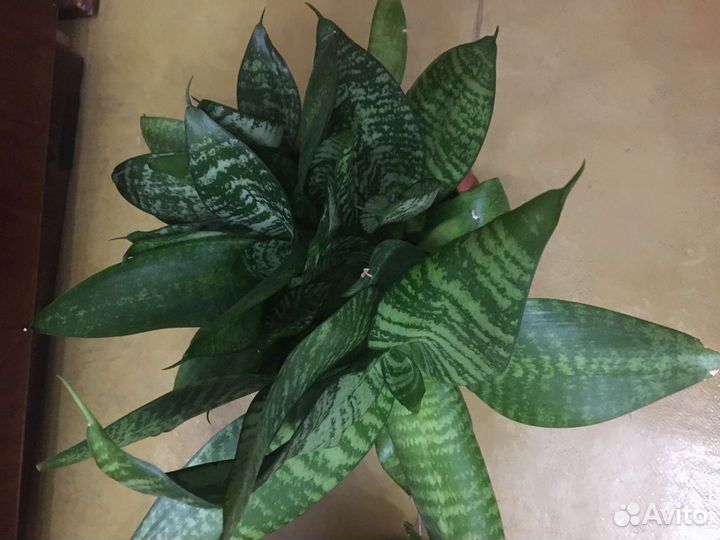 Сансевиерия,щучий хвост