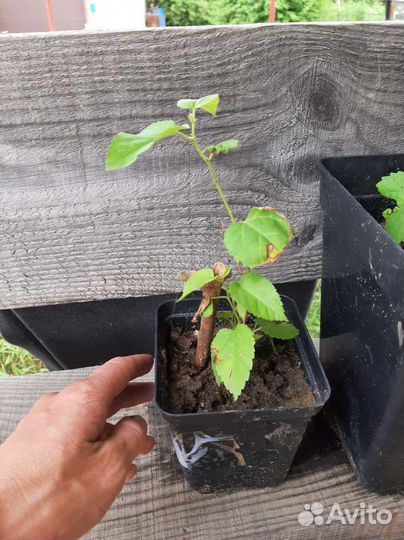 Шелковица саженцы