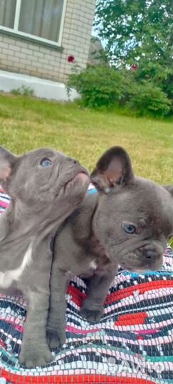 Французский бульдог голубой щенки