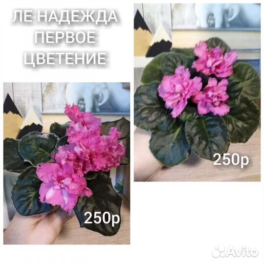 Фиалки цветущие