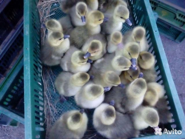 Гусята суточные