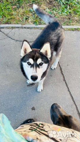 Найдена собака, Сибирский хаски объявление продам