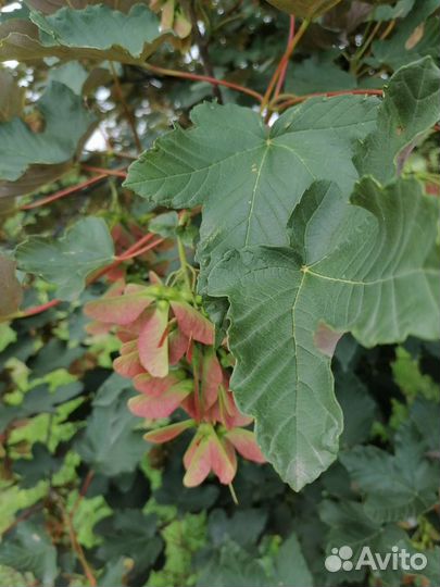 Семена клён явор(клён белый)