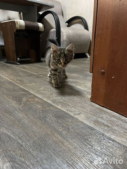 Найден котенок