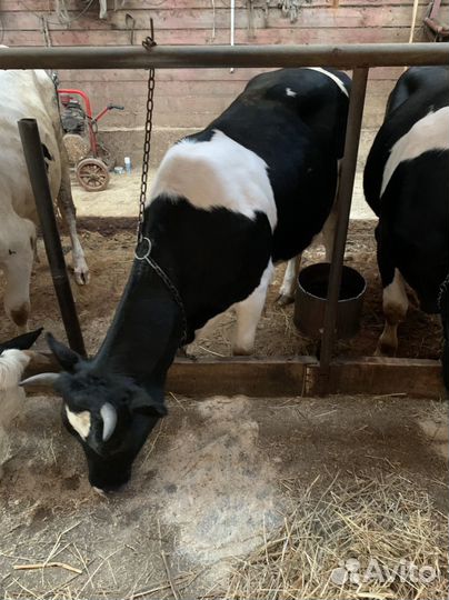 Дойные коровы и овцы