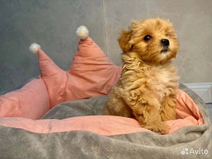 Мальтипу мини курносый