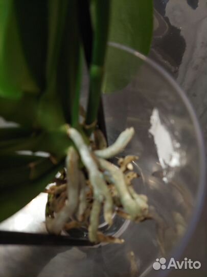 Орхидея фаленопсис