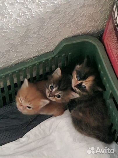 Отдам в добрые руки котят девочек