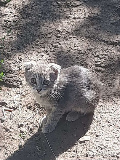 В добрые руки