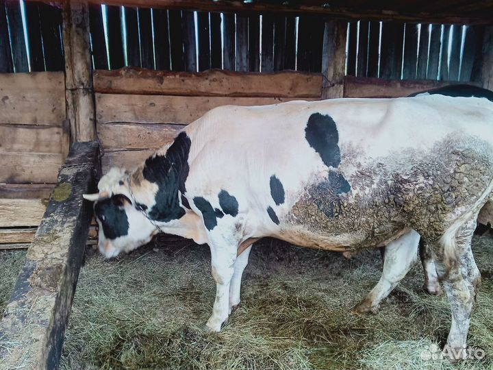 Продам быков