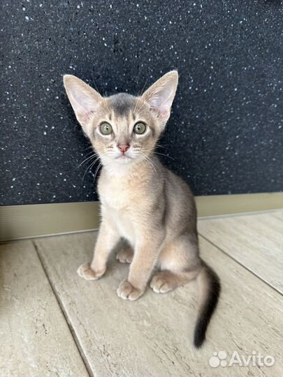 Абиссинская кошка котенок идеальный окрас