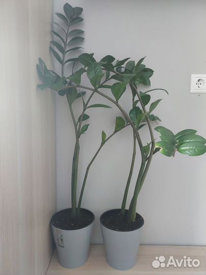 Замиокулькас