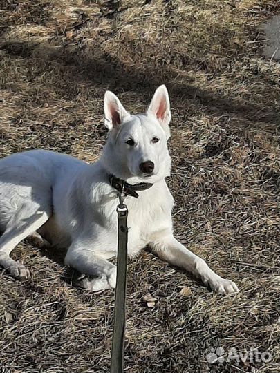 Швейцарская овчарка