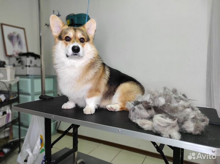 Стрижка собак и кошек