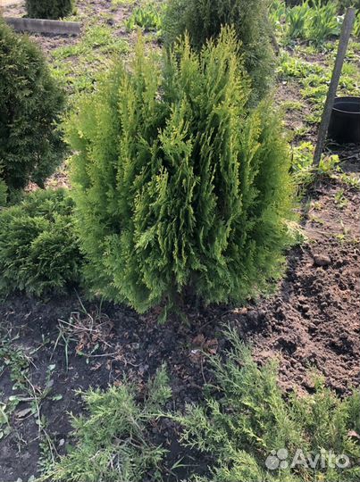 Туя восточная Ауреа Нана