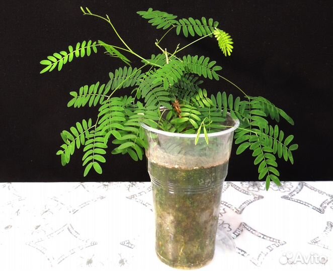 Леуцена (бонсай), другие комнатные растения