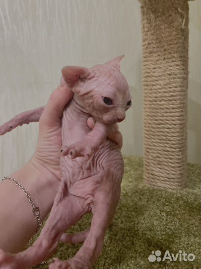 Голубоглазый Сфинкс котенок мальчик бежевый