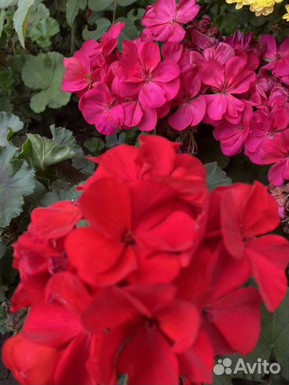 Герань пеларгония