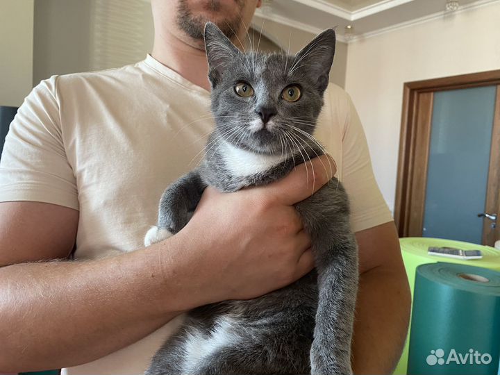 Котенок в добрые руки
