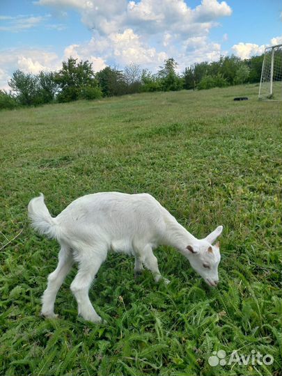 Козлята ламанча,бараны