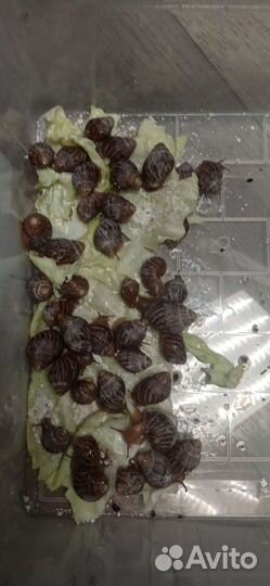 Улитки ахатины