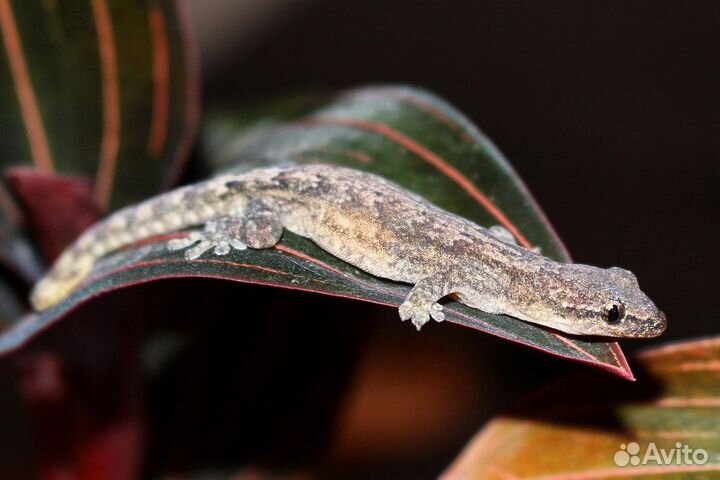 Траурный геккон.(Lepidodactylus lugubris)