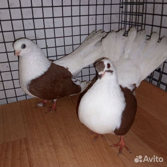 Голуби венгерские кучерявые