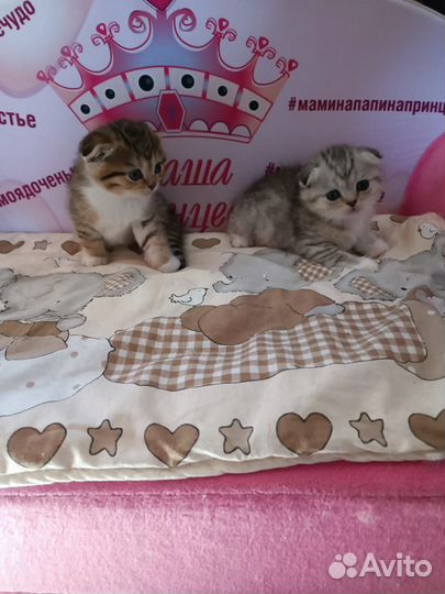 Шотландские котята