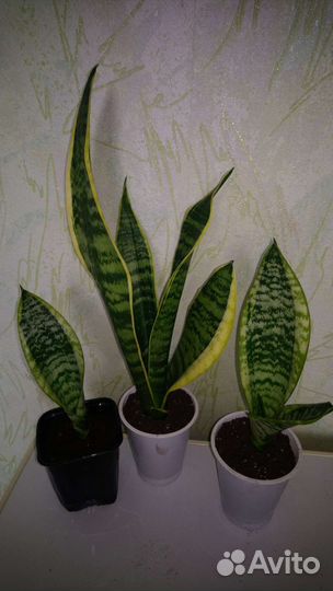 Сансевиерия сортовая