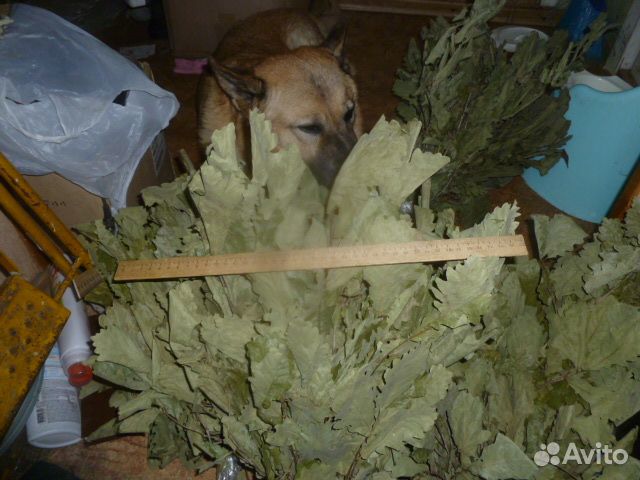 Дубовые веники для бани
