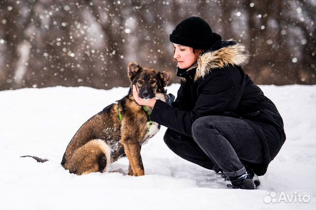 Чудо собака ждет своего человека
