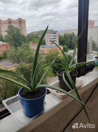 Цветок алоэ Вера