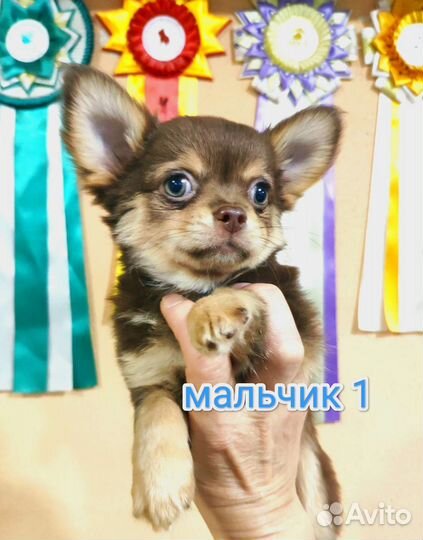 Щенки Чихуахуа