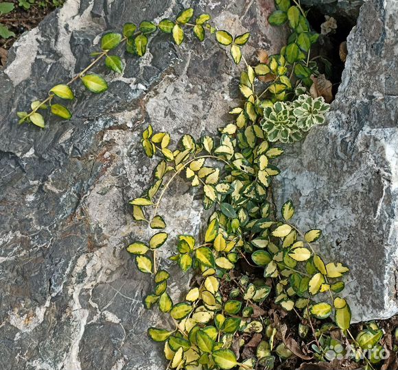 Многолетние растения для сада