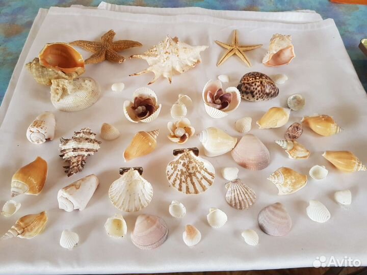 Морские ракушки