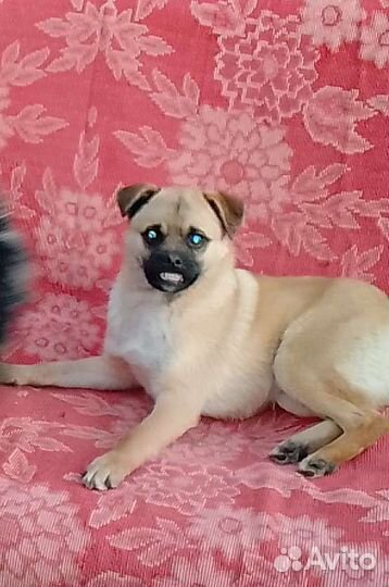 Очаровательный кобель